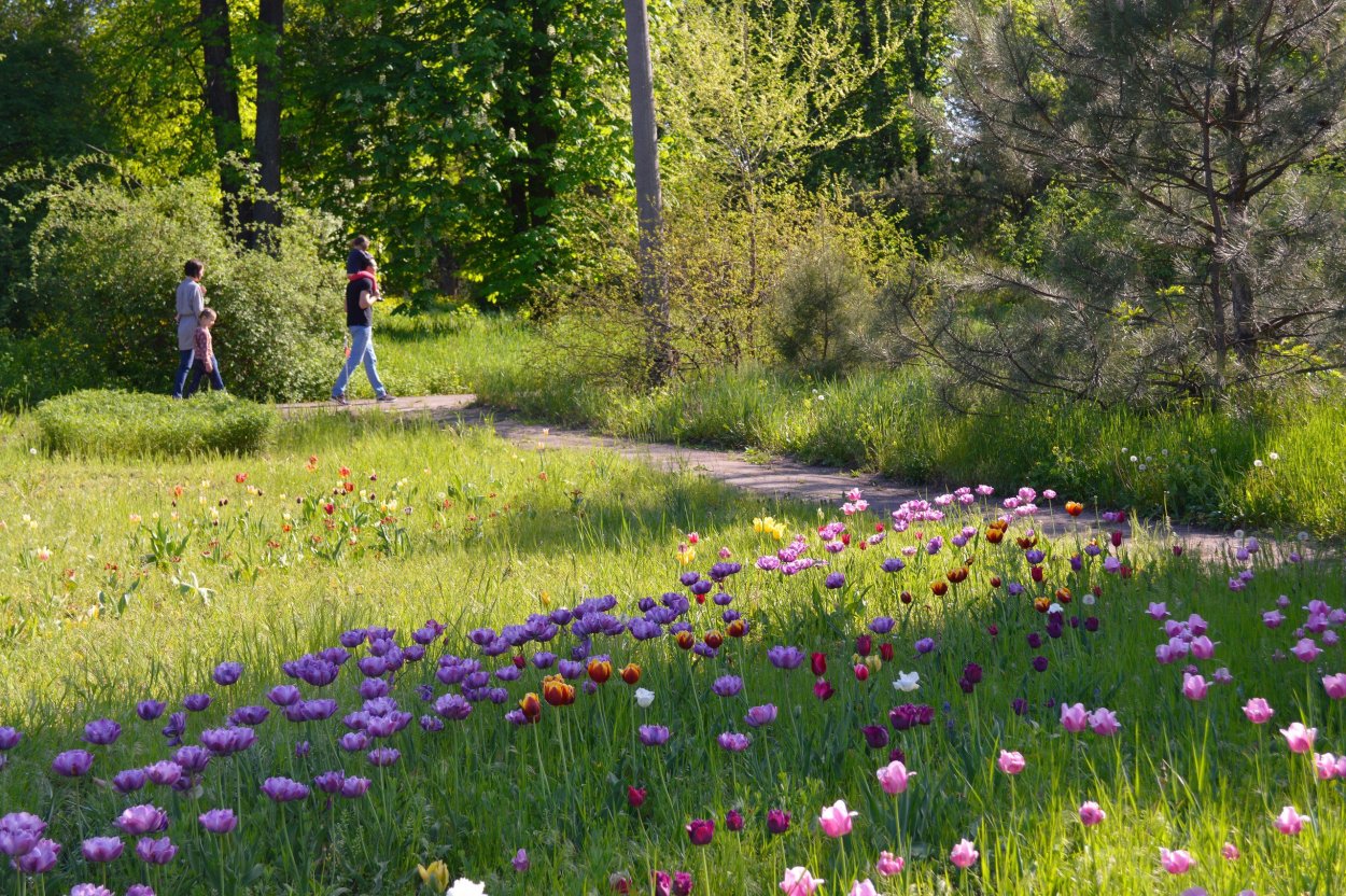 Ромашковое поле Краснодарский край