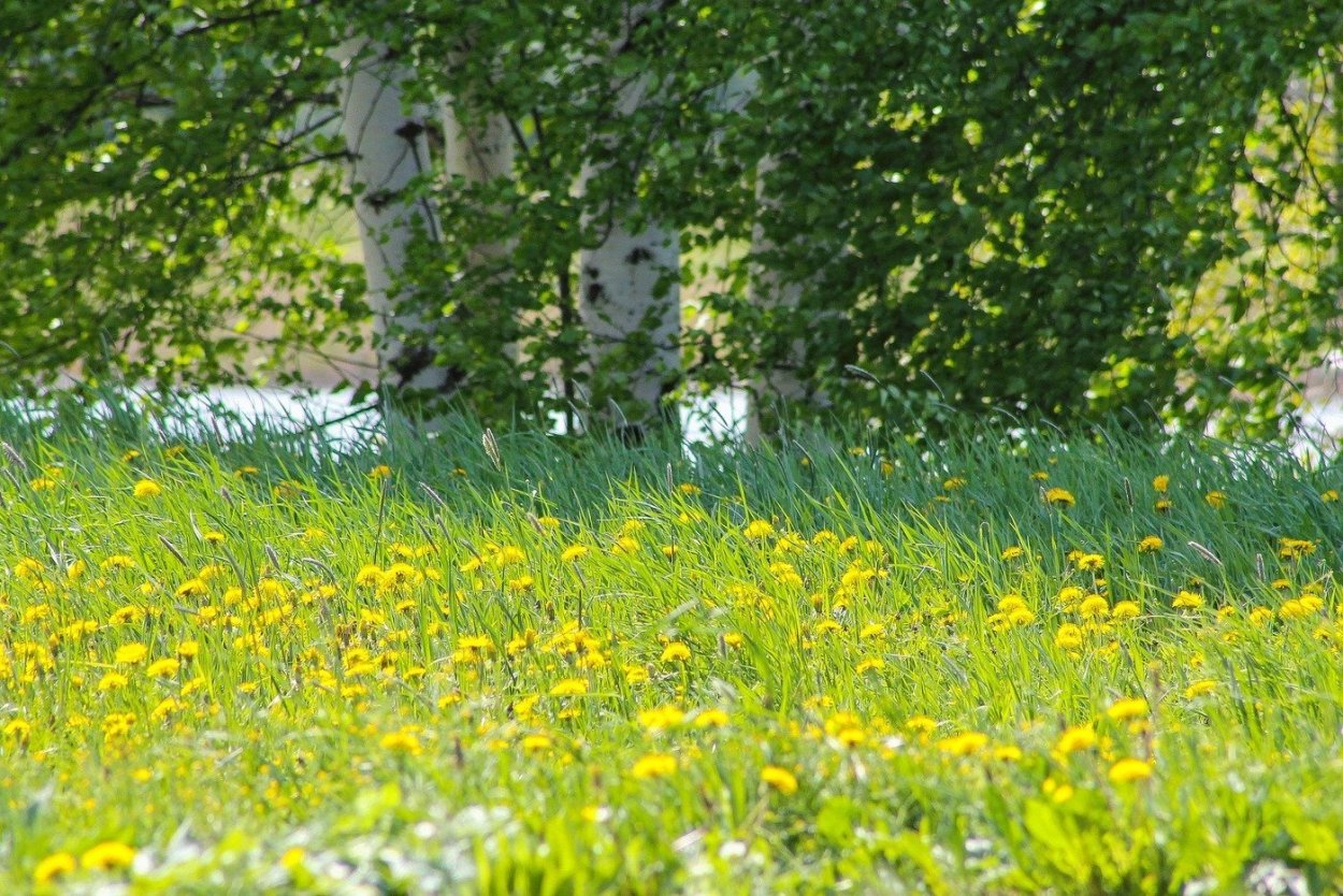Тюльпаны в природе