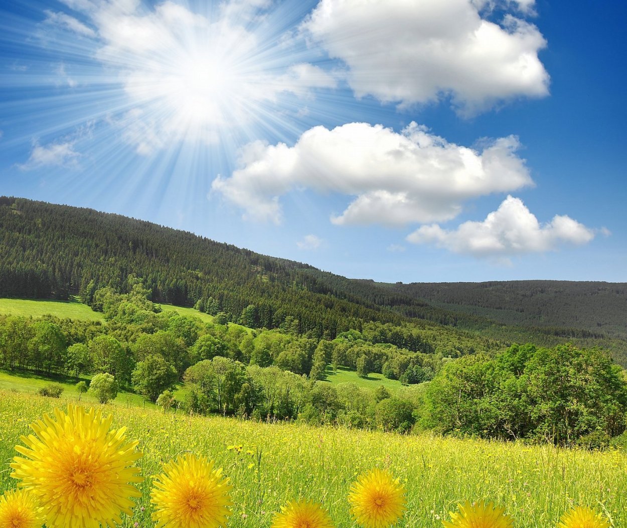 Красивая Поляна в лесу