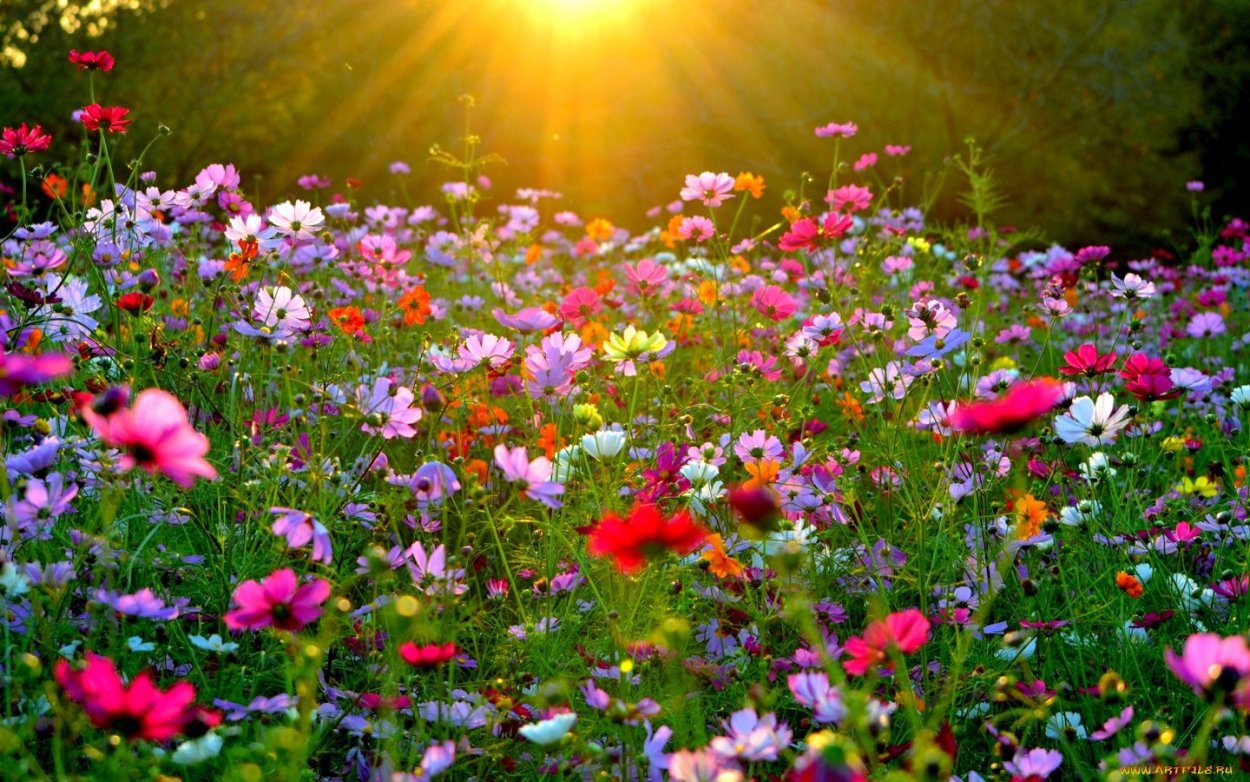 Баннер небо