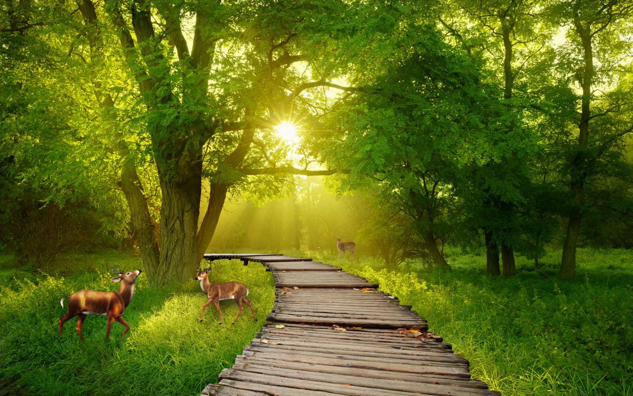 Лето в лесу