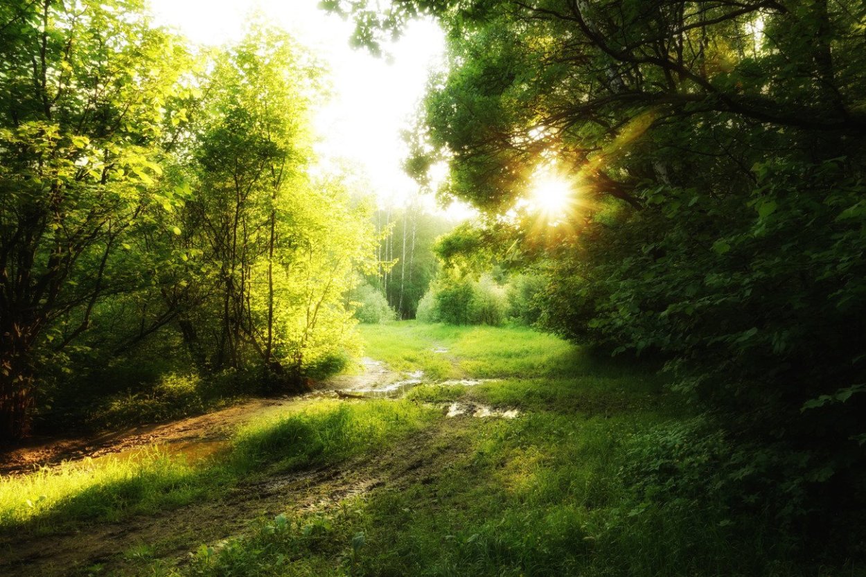 "Солнце в лесу"