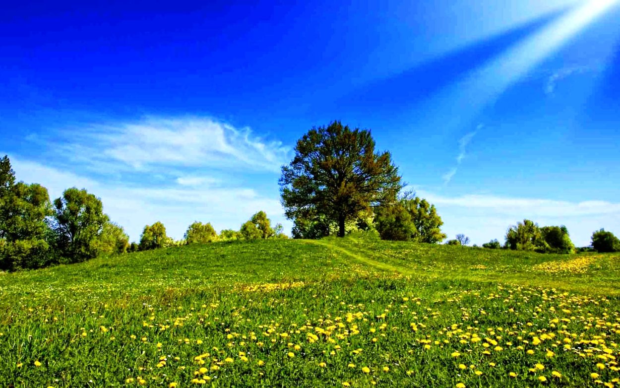 Солнечный лес