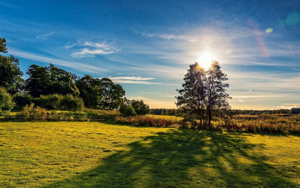 Зеленое поле