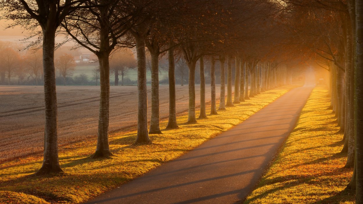 Осенняя аллея в тумане