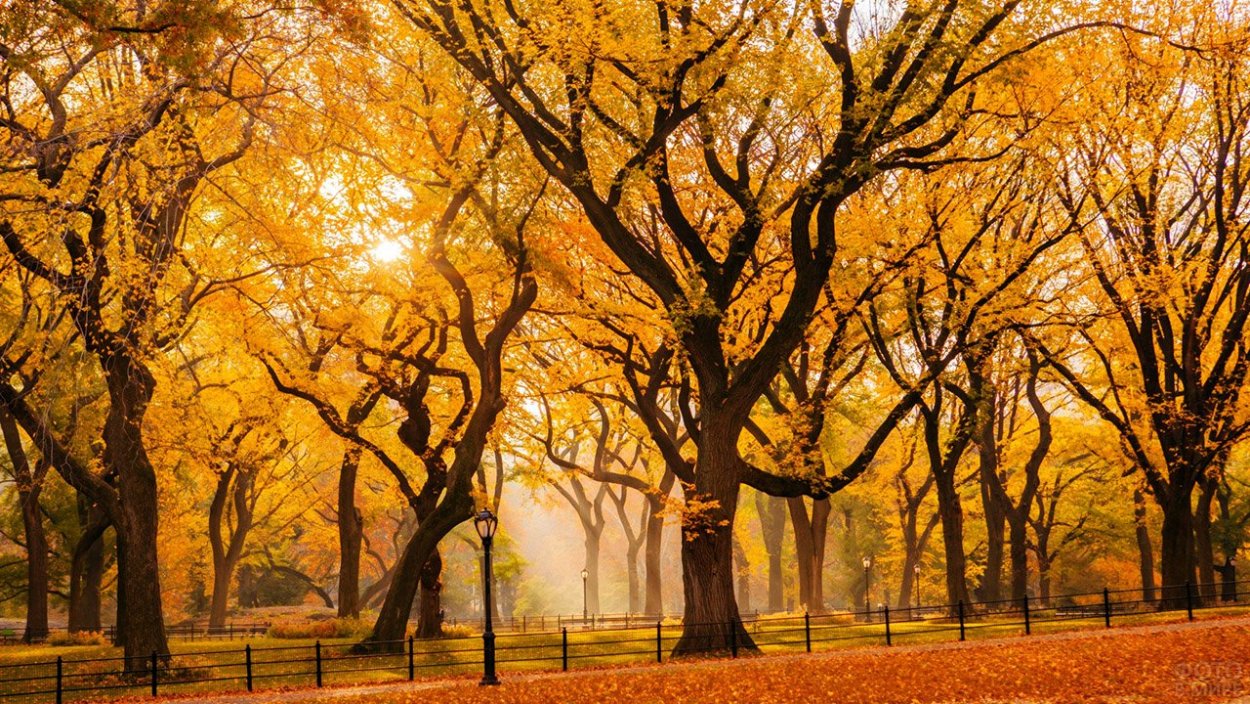 Осень в парке