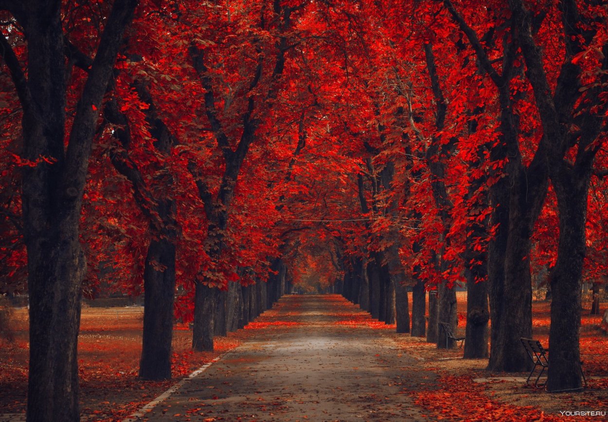 Кленовая аллея в Канаде