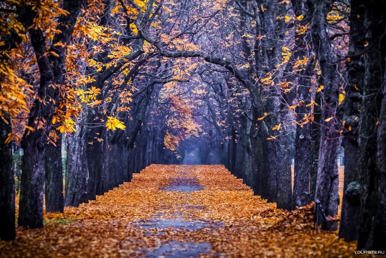 Обои на рабочий стол осень