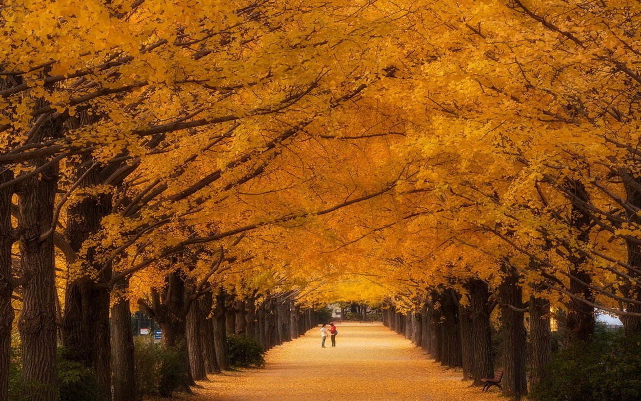 Золотая Кленовая аллея