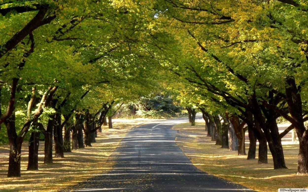 Липовая аллея Липецк Нижний парк