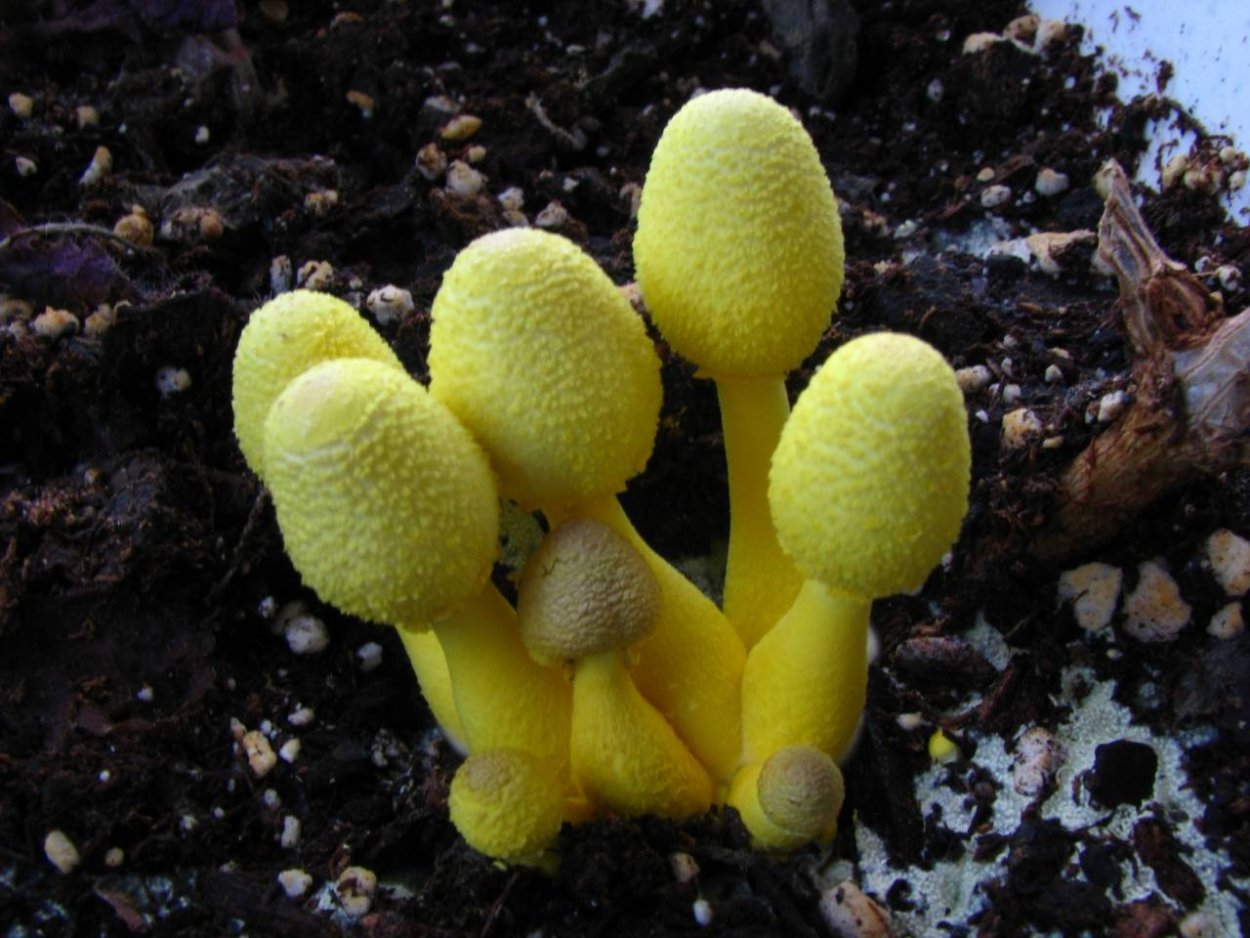 Leucocoprinus birnbaumii