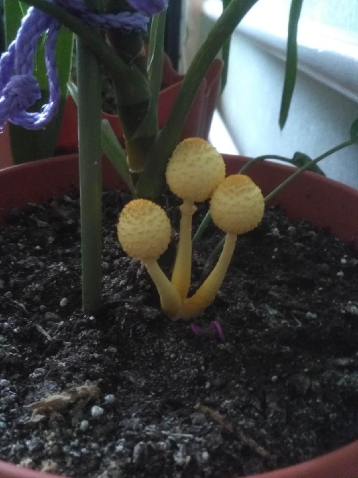 Белонавозник Бирнбаума