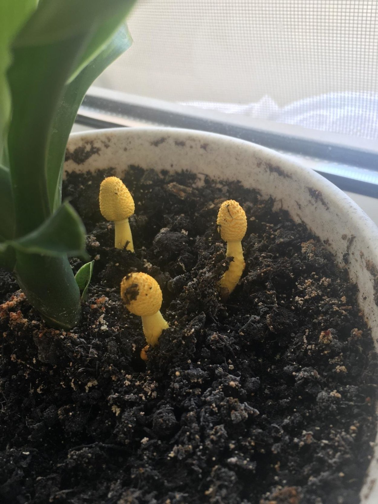 Белонавозник Бирнбаума