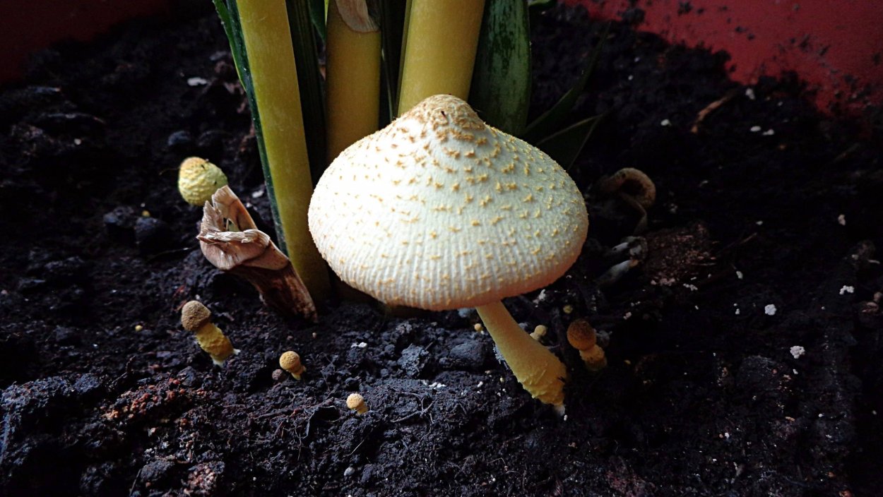 Leucocoprinus birnbaumii