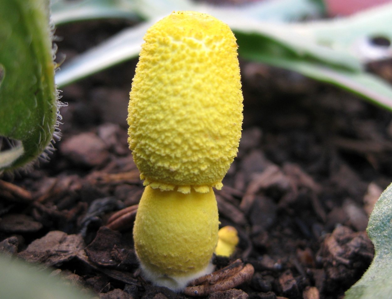 Маленькие желтые грибы