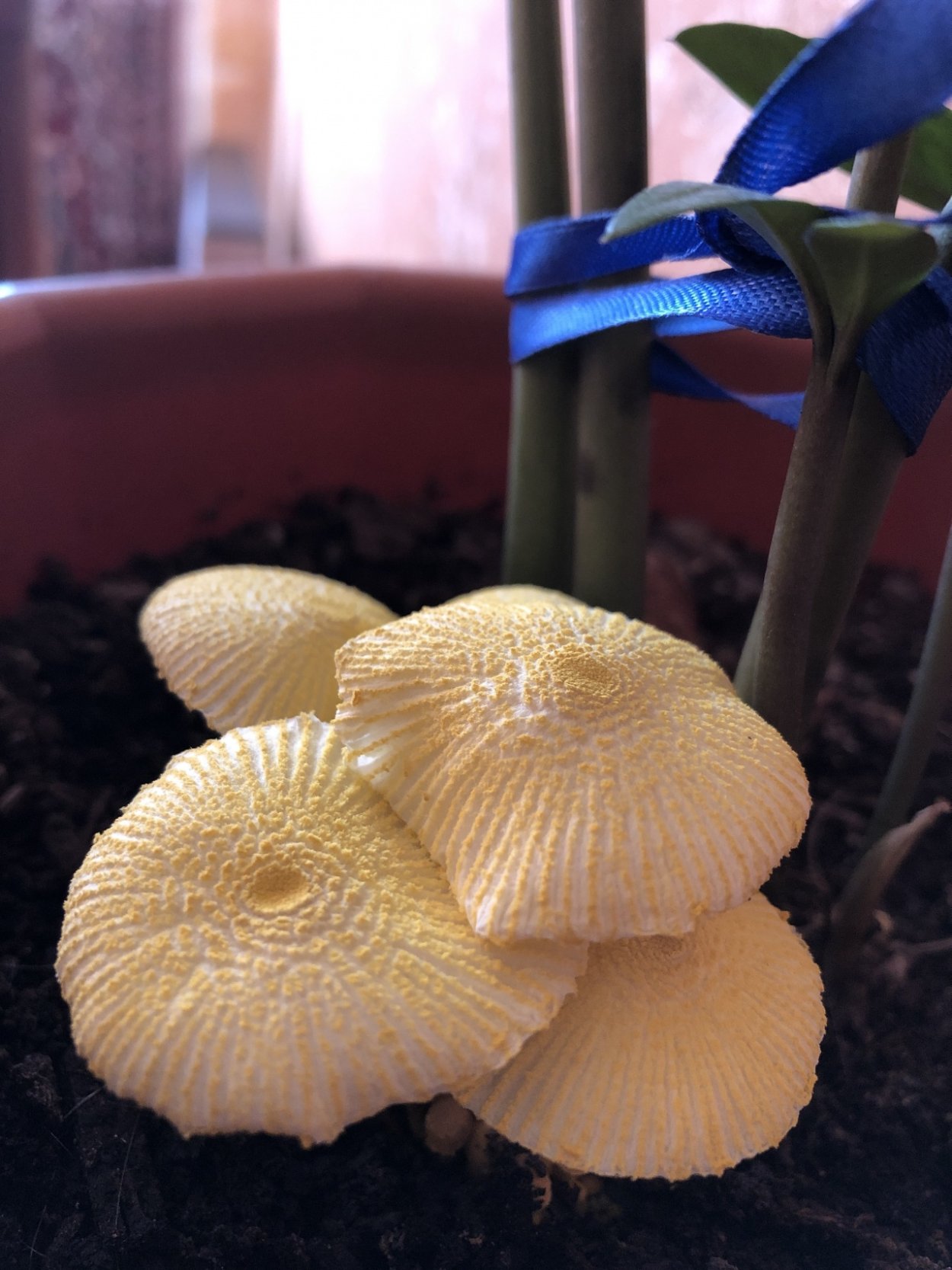 Белонавозник Бирнбаума Leucocoprinus birnbaumii