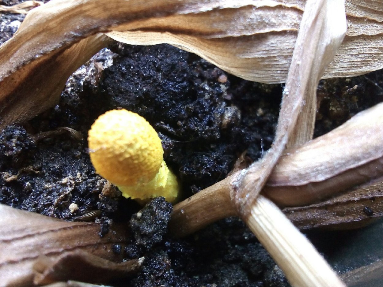 Leucoagaricus pilatianus