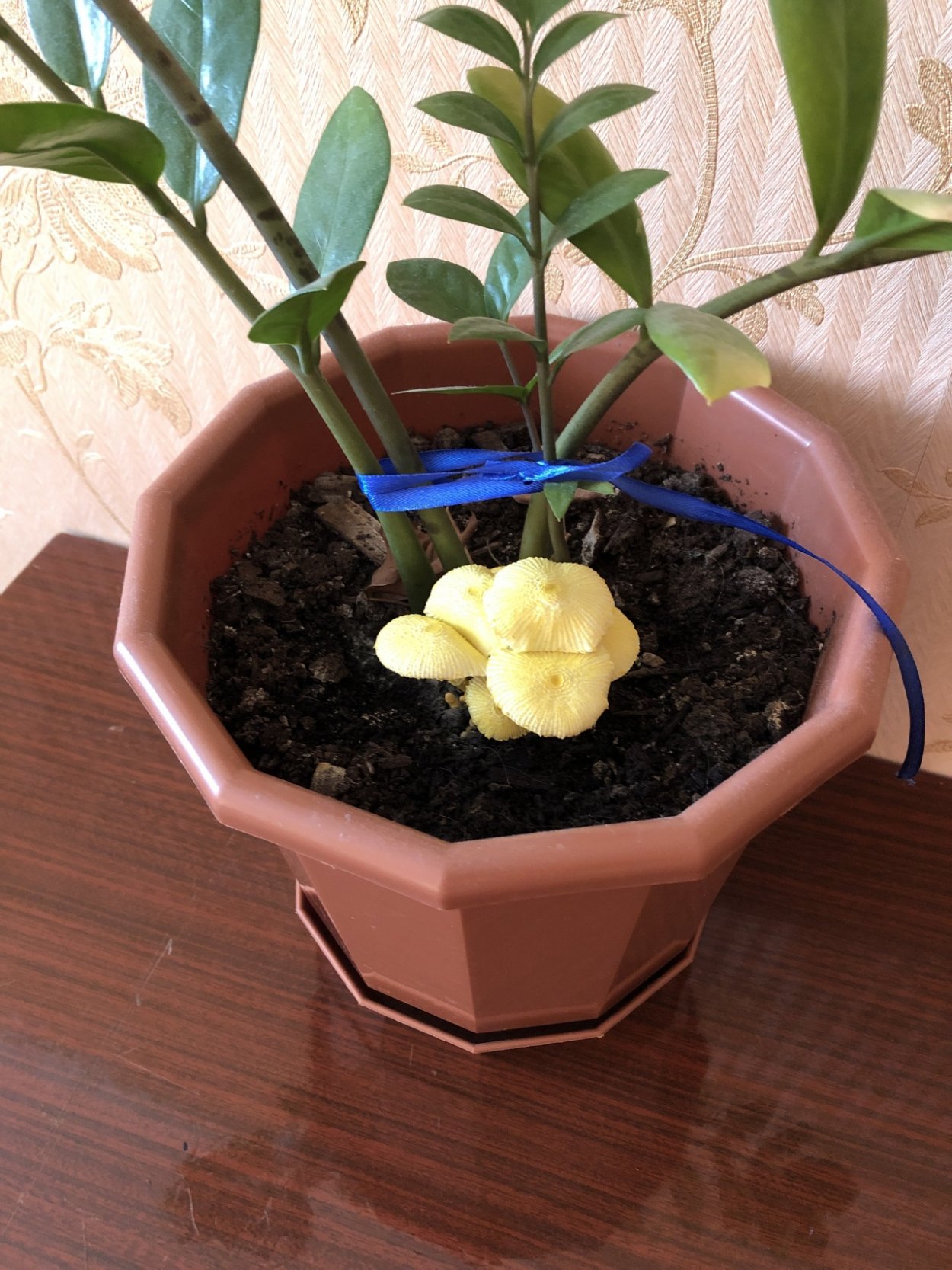 Белонавозник Бирнбаума Leucocoprinus birnbaumii