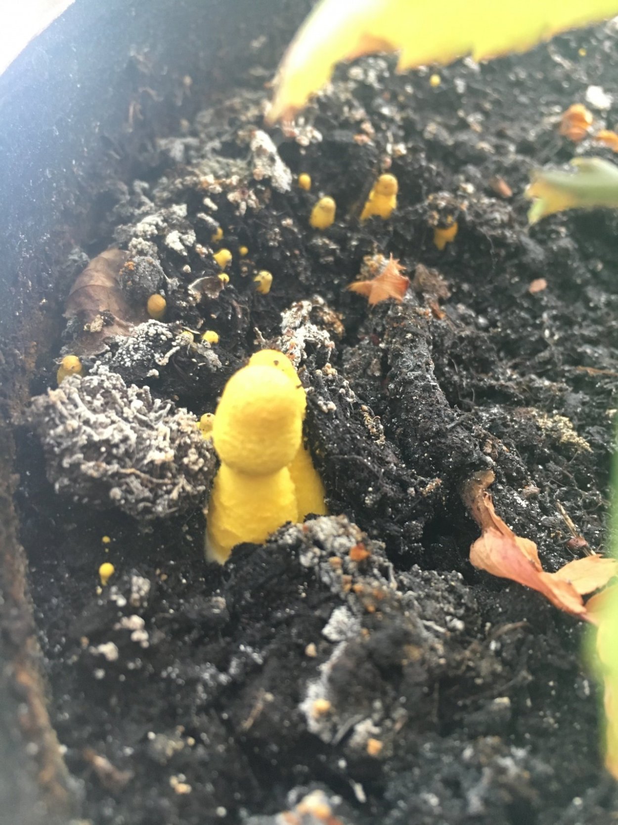 Leucocoprinus birnbaumii