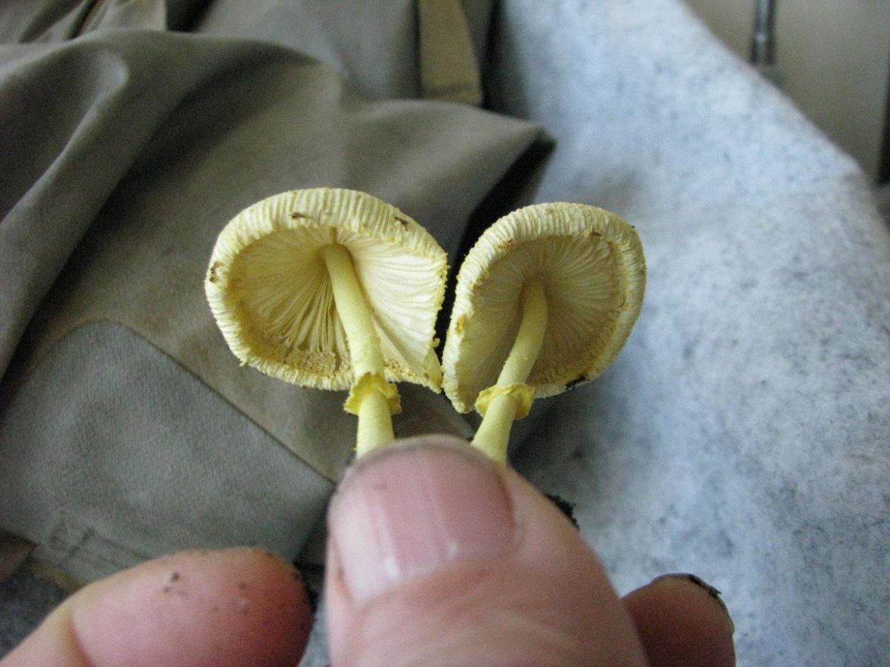 Грибы в цветочном горшке