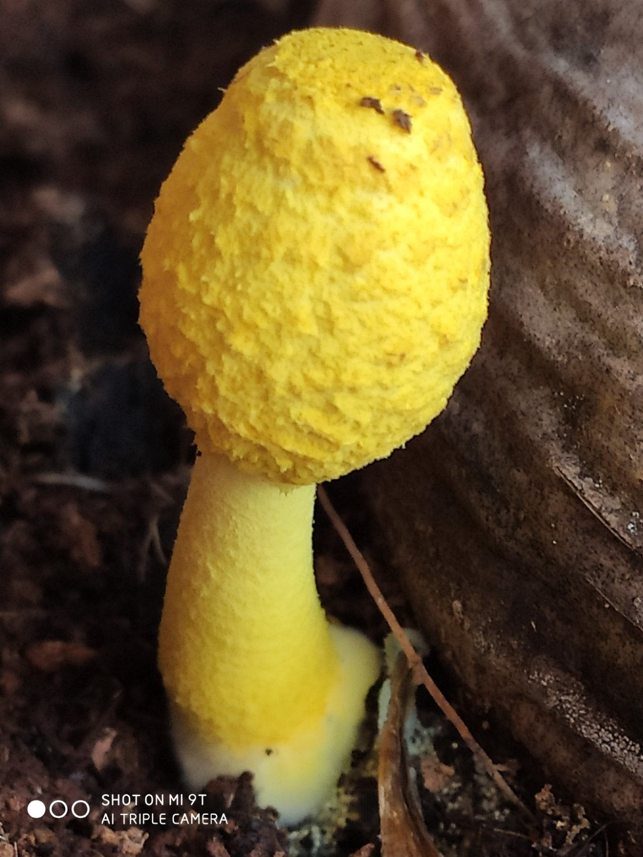 Белонавозник Бэдхэма