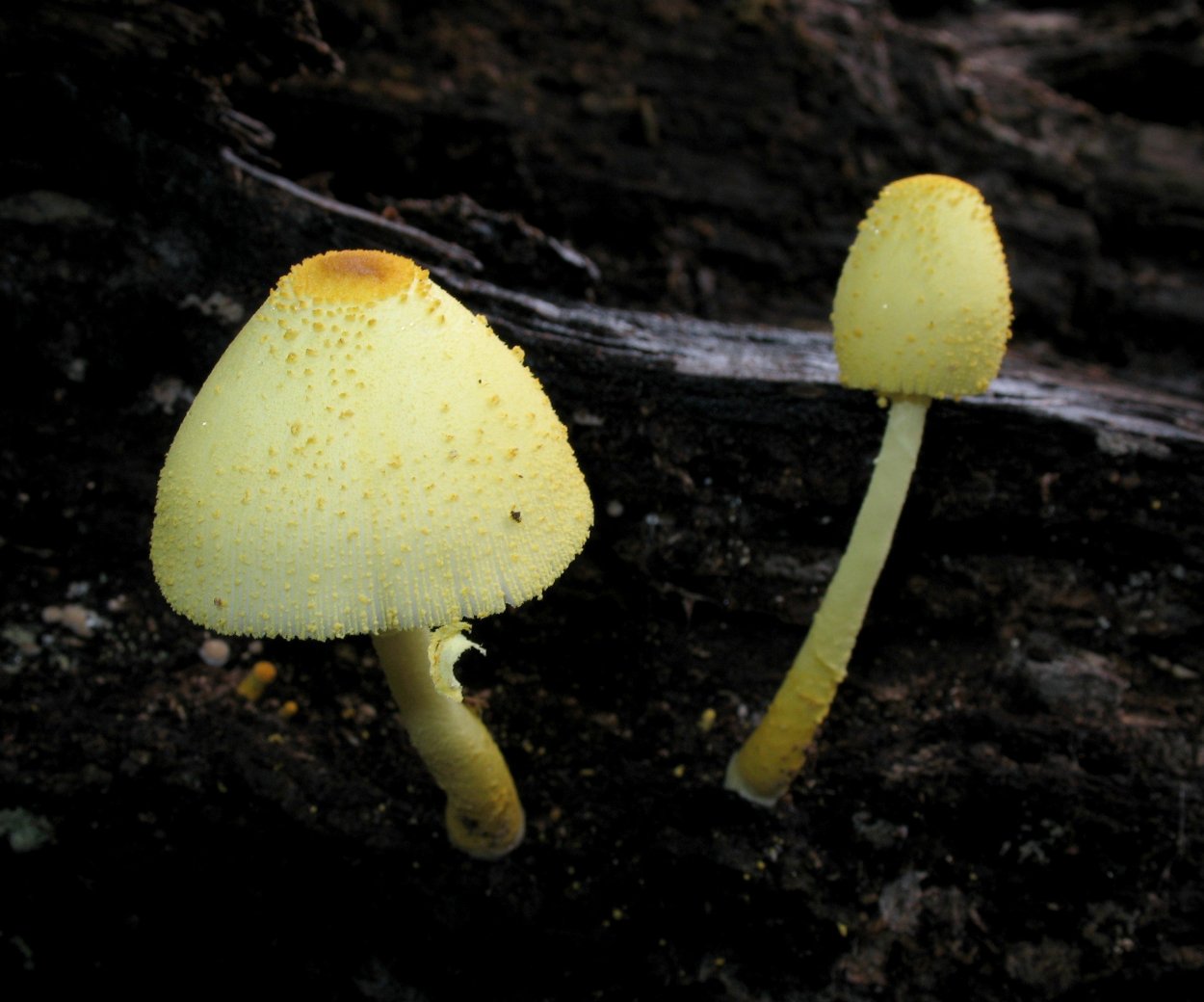 Белонавозник Бирнбаума ядовитый