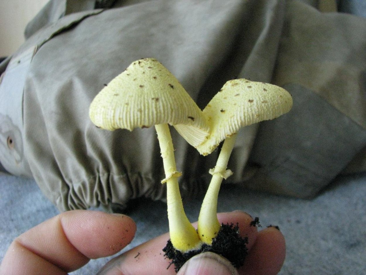 Лепиота Leucocoprinus