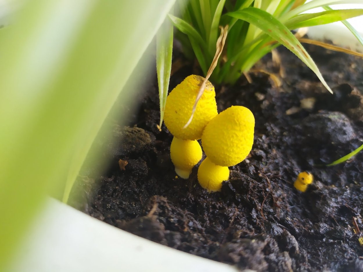 Лепиота Бребиссона Leucocoprinus brebissonii