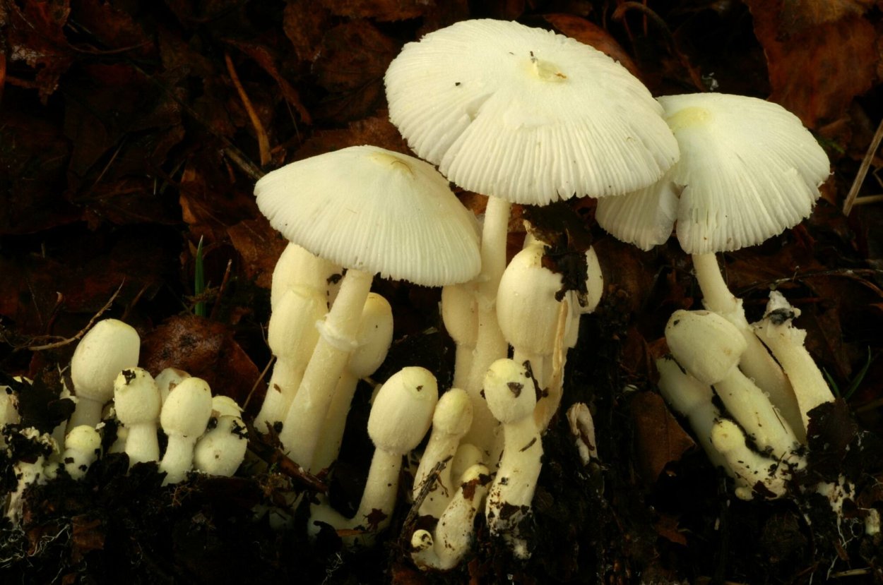 Hygrocybe chlorophana