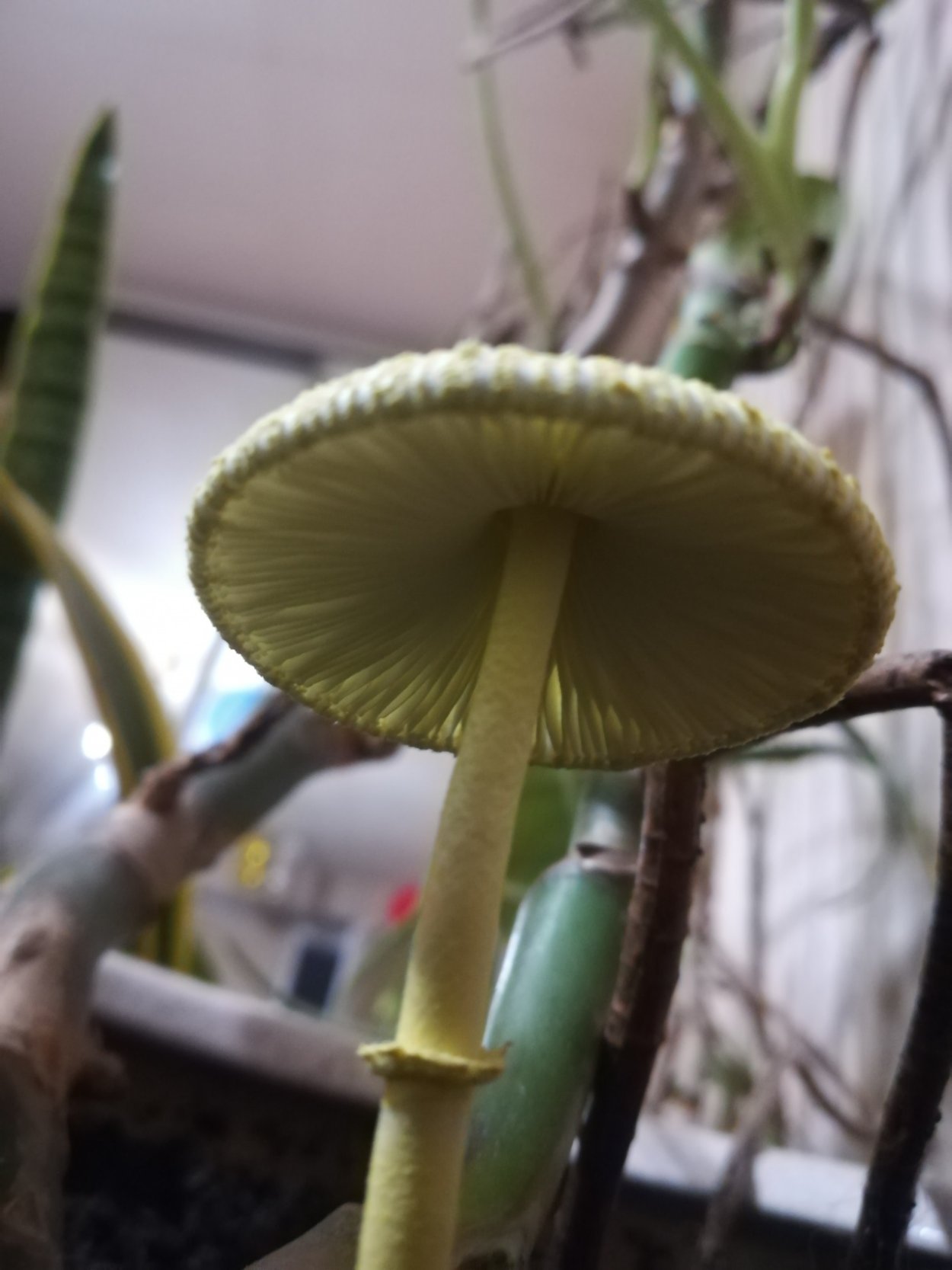 Leucocoprinus birnbaumii