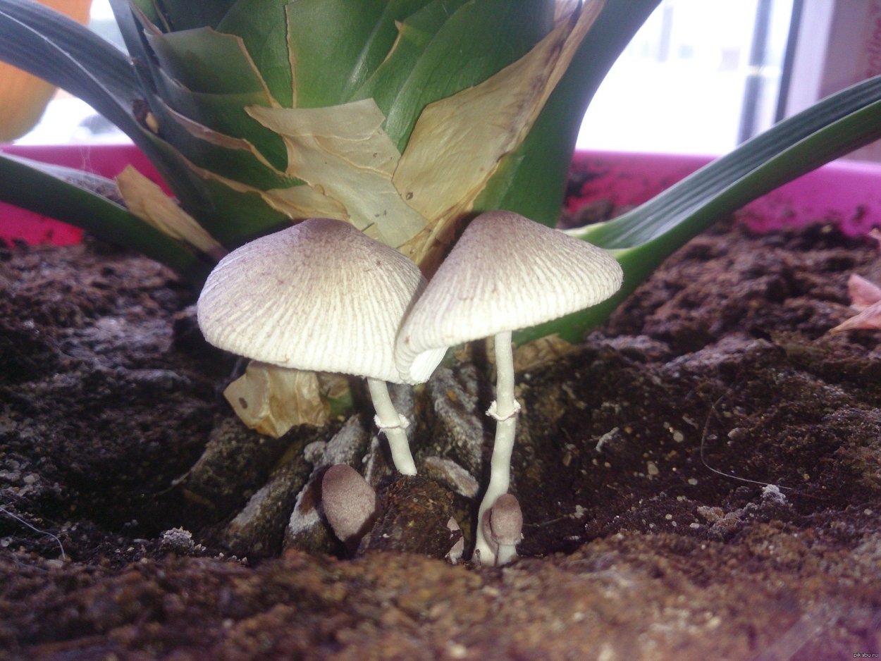 Leucocoprinus badhamii