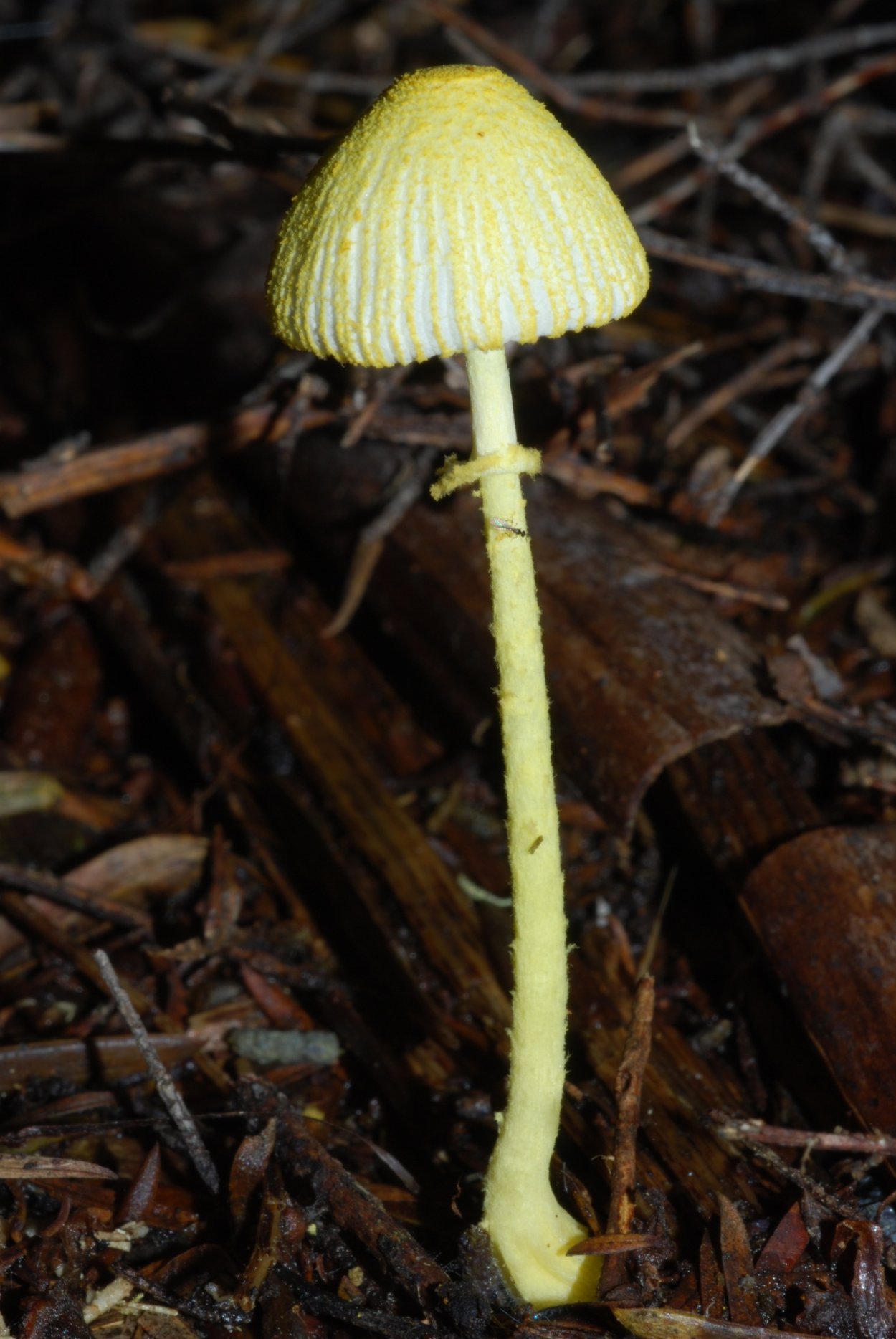 Leucocoprinus badhamii