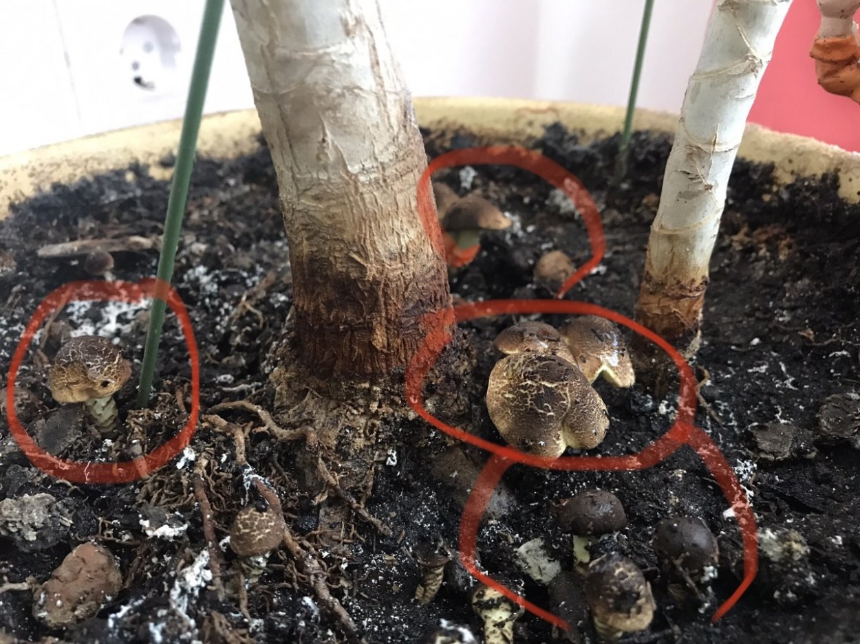 Желтые грибы в цветочном горшке