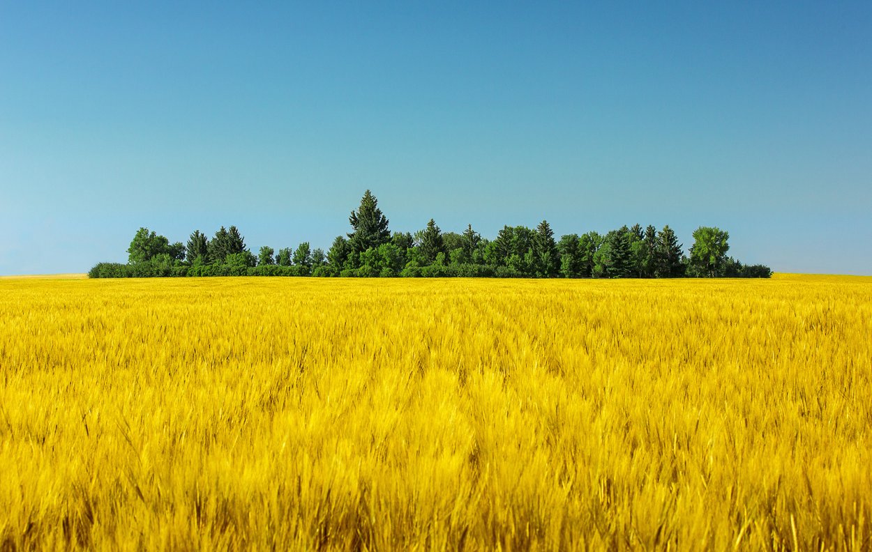 Поле колоски панорама
