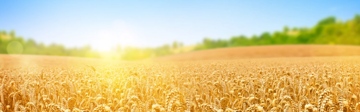 Переславль Залесский поле пшеницы