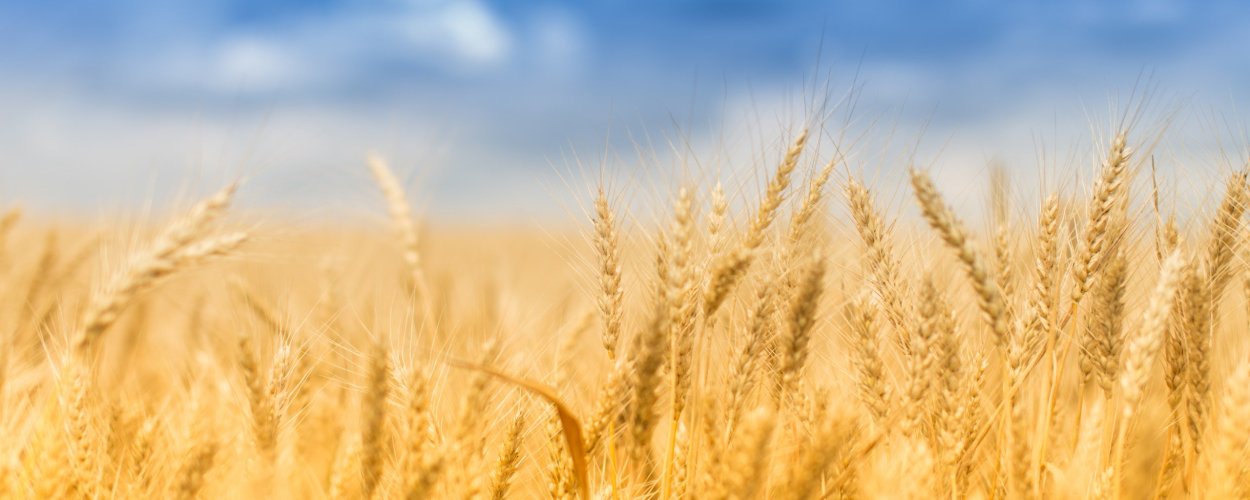 Поле пшеницы панорама