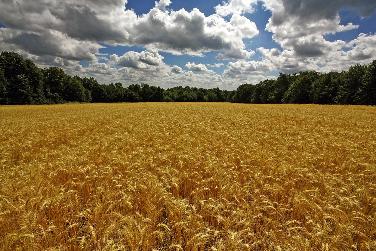 Поле пшеницы флаг Украины