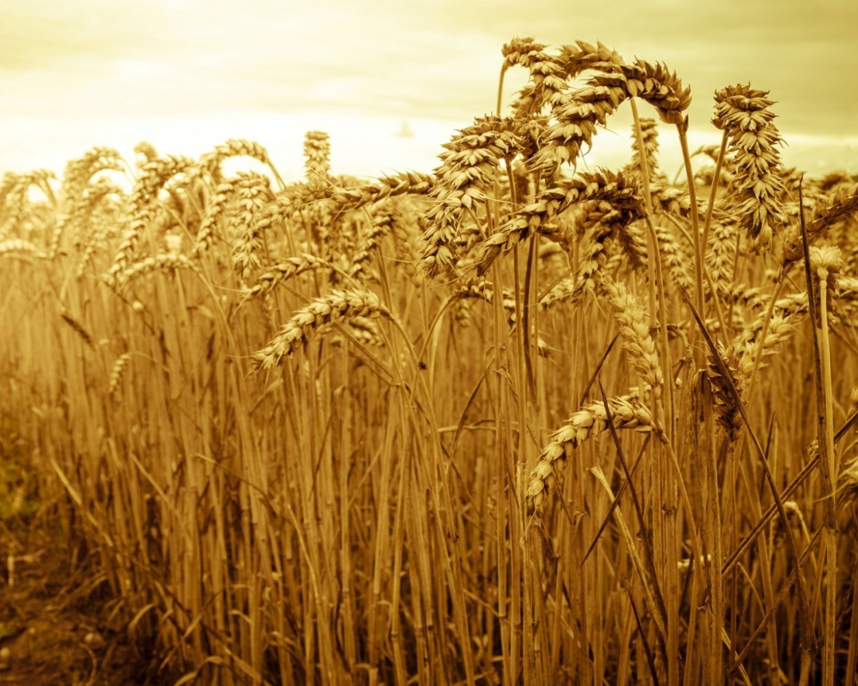 Поля Острогожск рожь