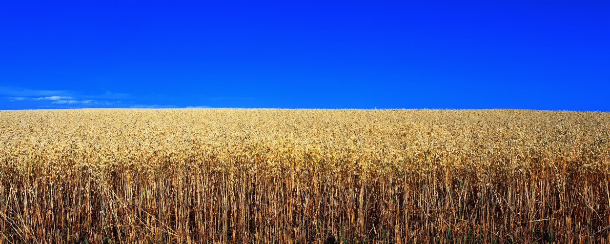 Поля с рожью деревня