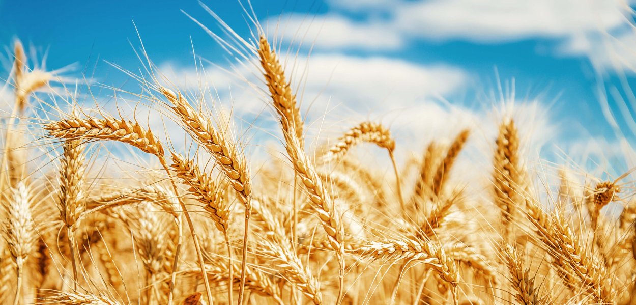 Пшеничное поле на рассвете