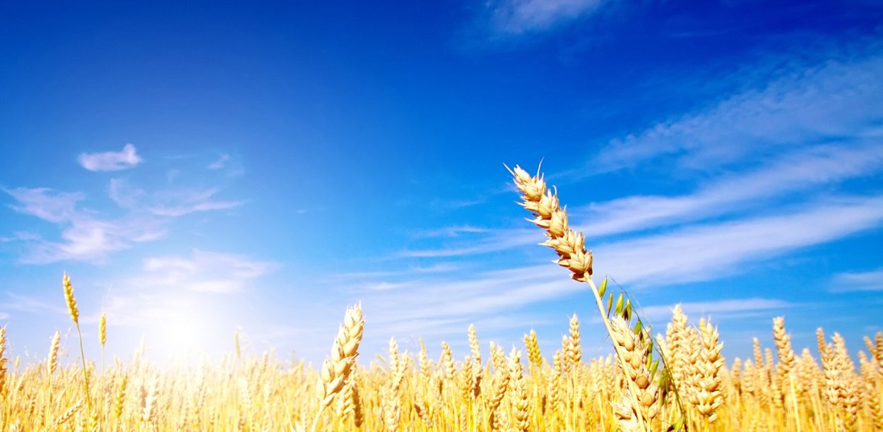 Пшеничное поле