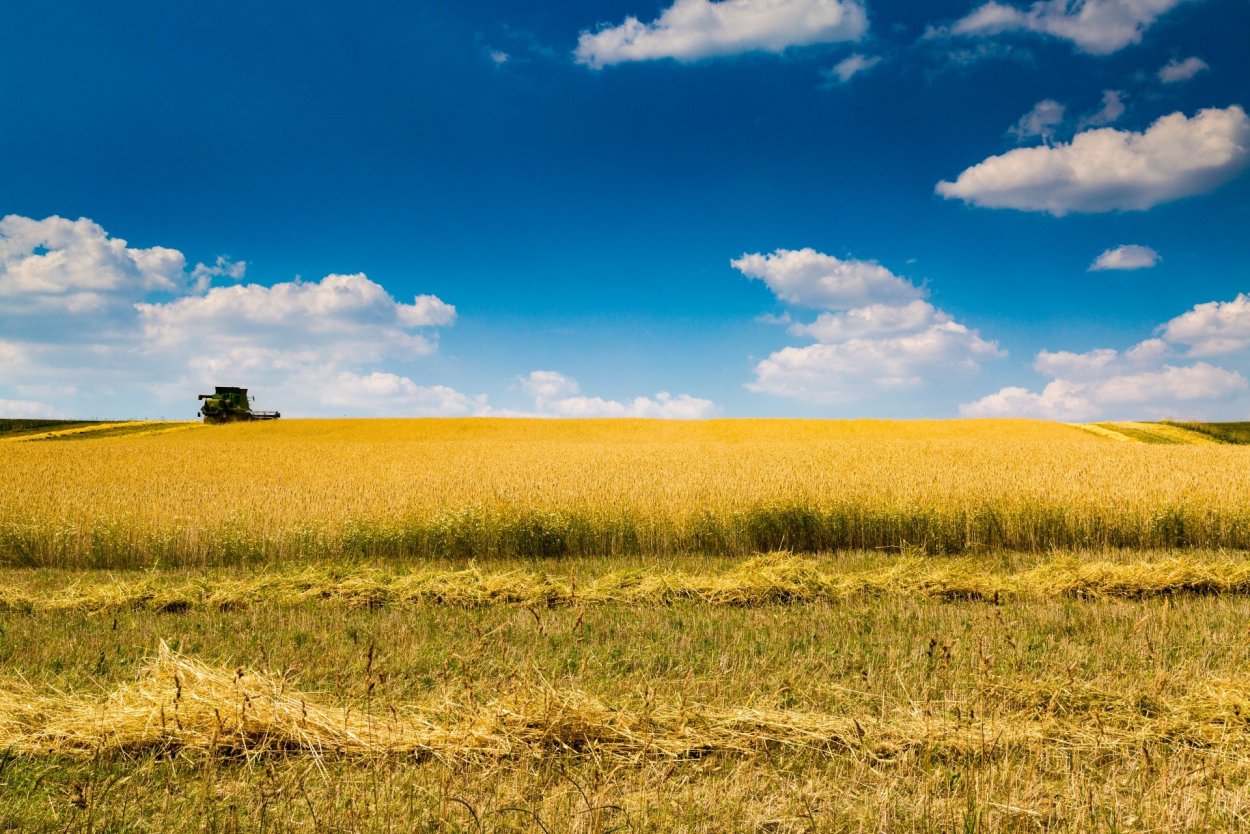 Колосится Нива Золотая