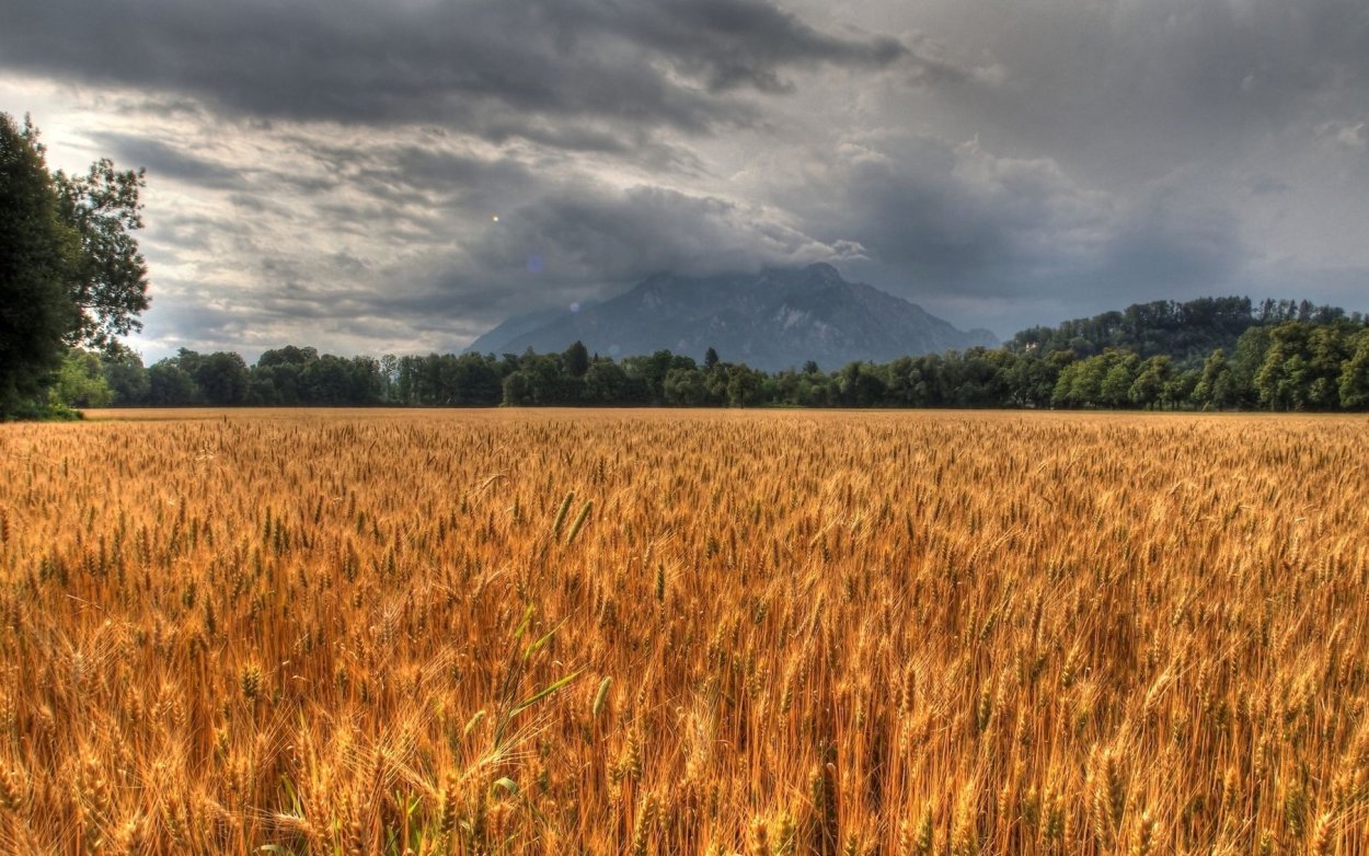 Пшеница Колос Колос