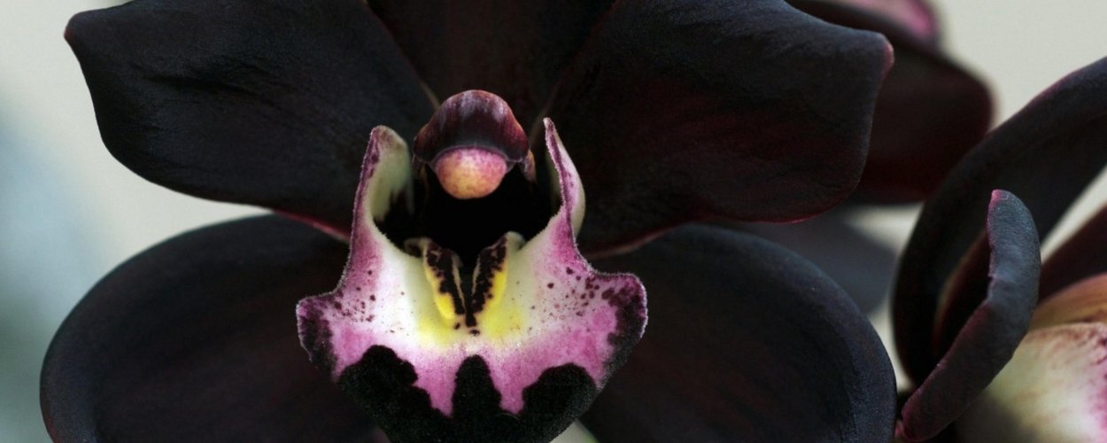 Фаленопсис блэкджек