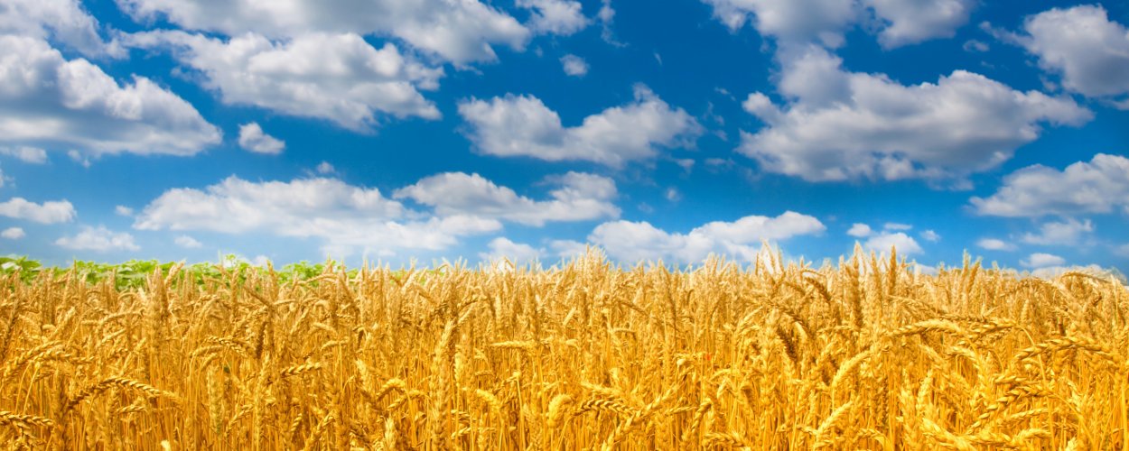 Поле панорама