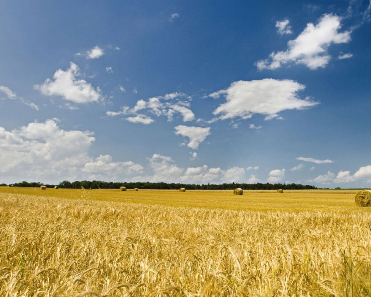 Хлебные поля Башкортостана