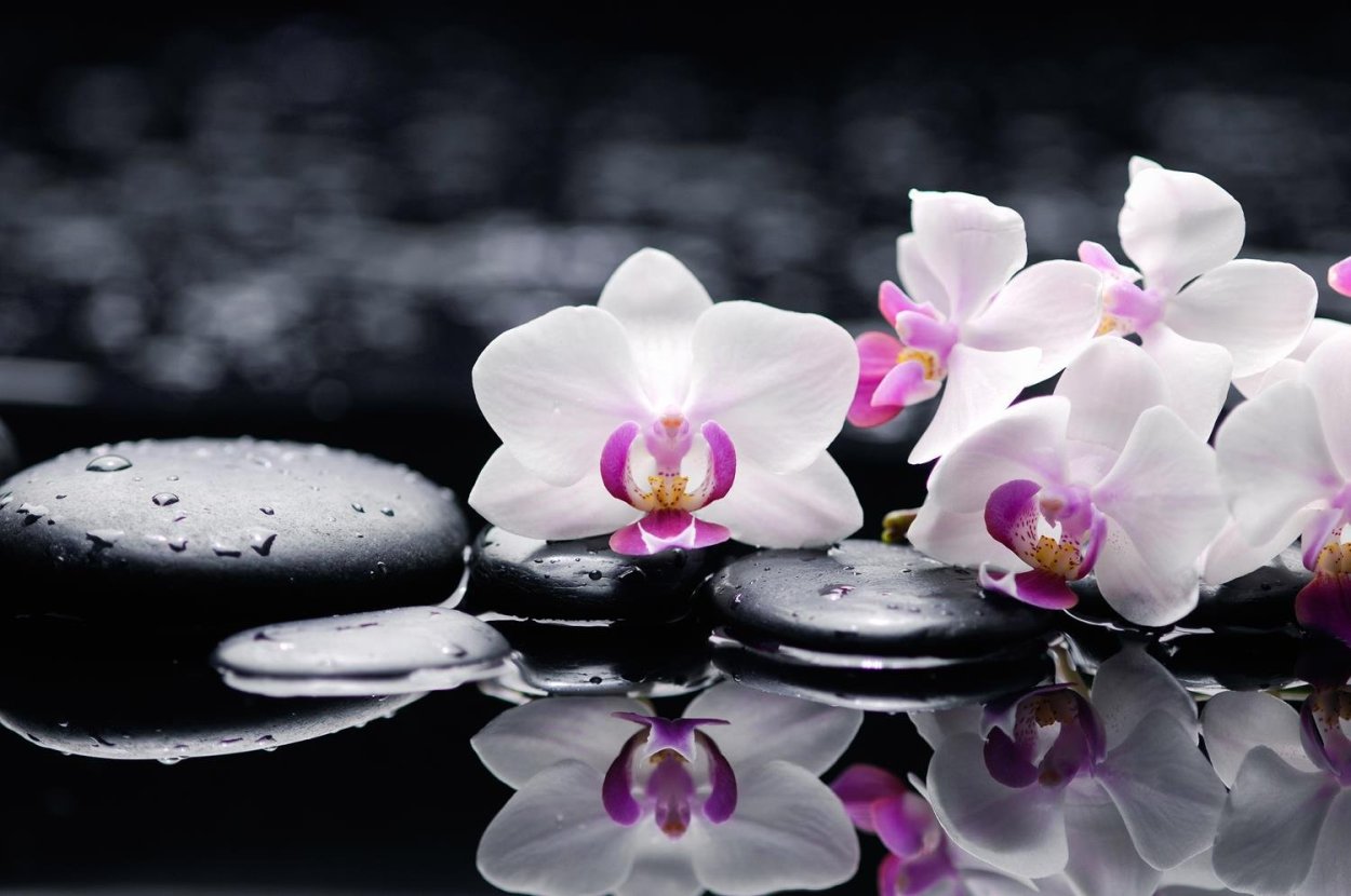 Бирюзовая Орхидея