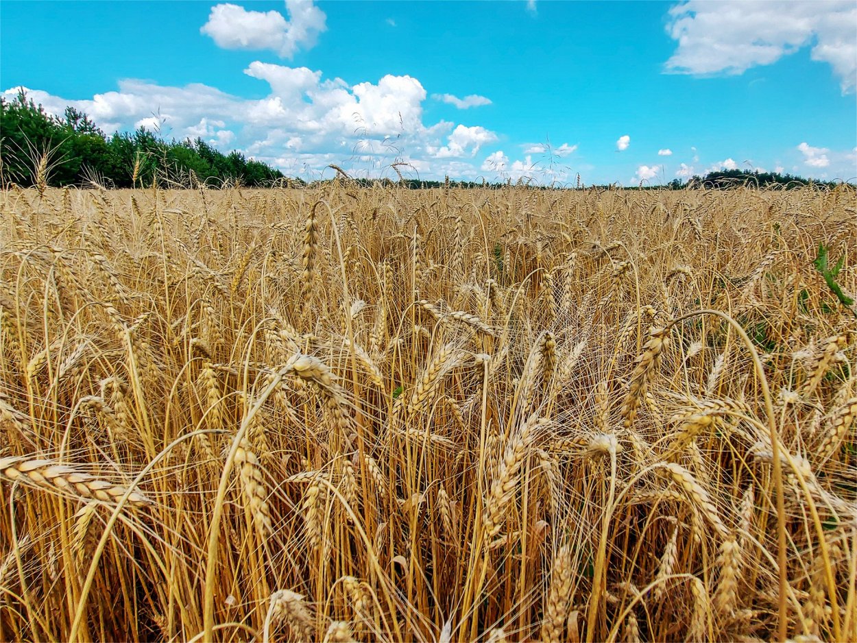 Колоски на закате