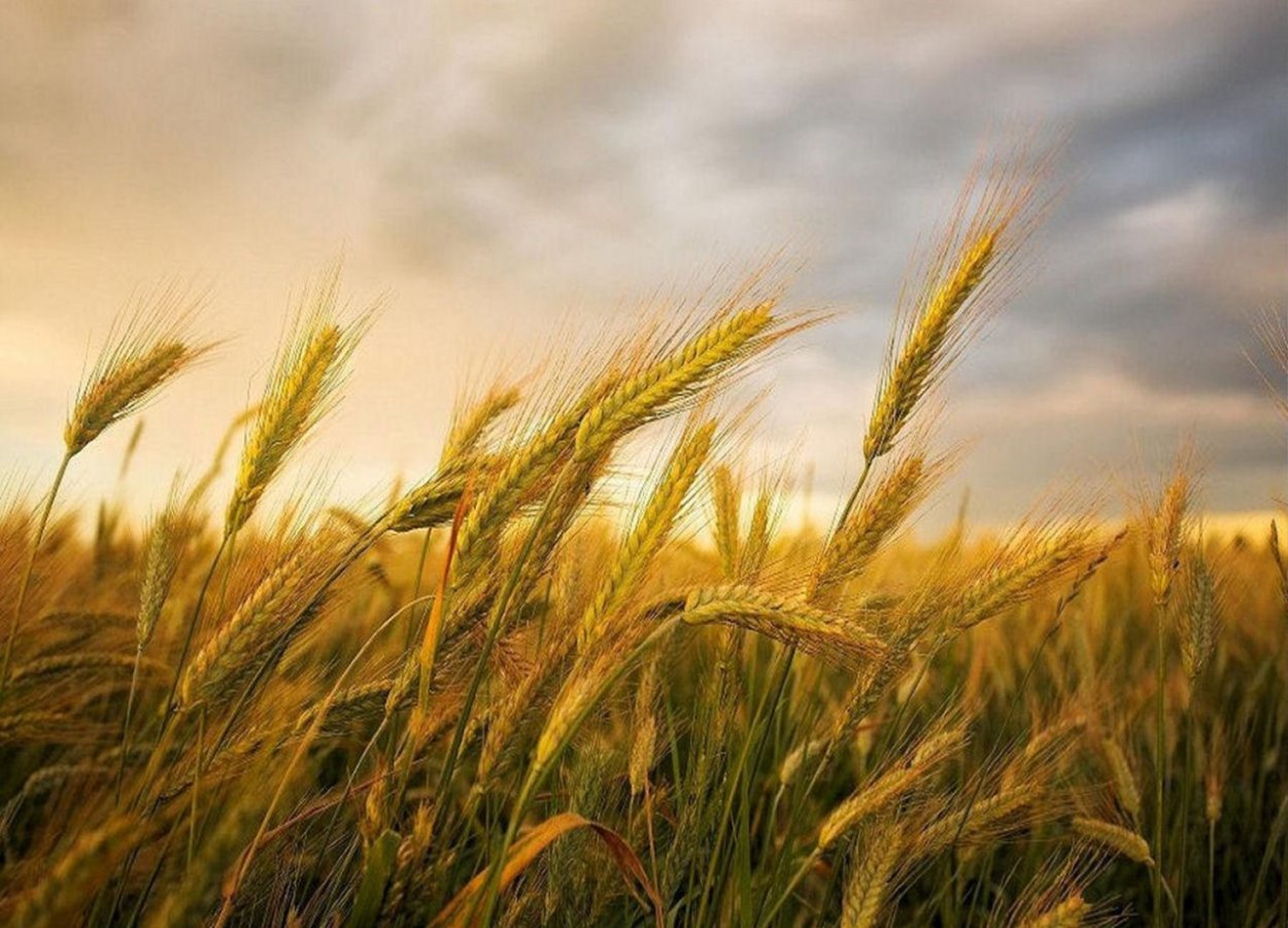 Хлебные поля Удмуртии