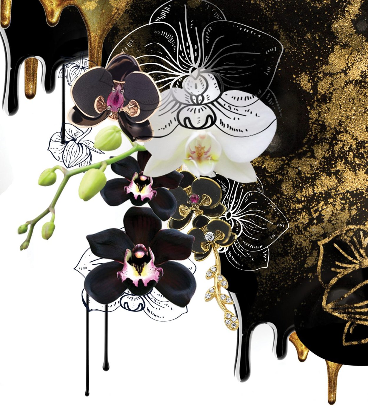 Фаленопсис Блэк принц